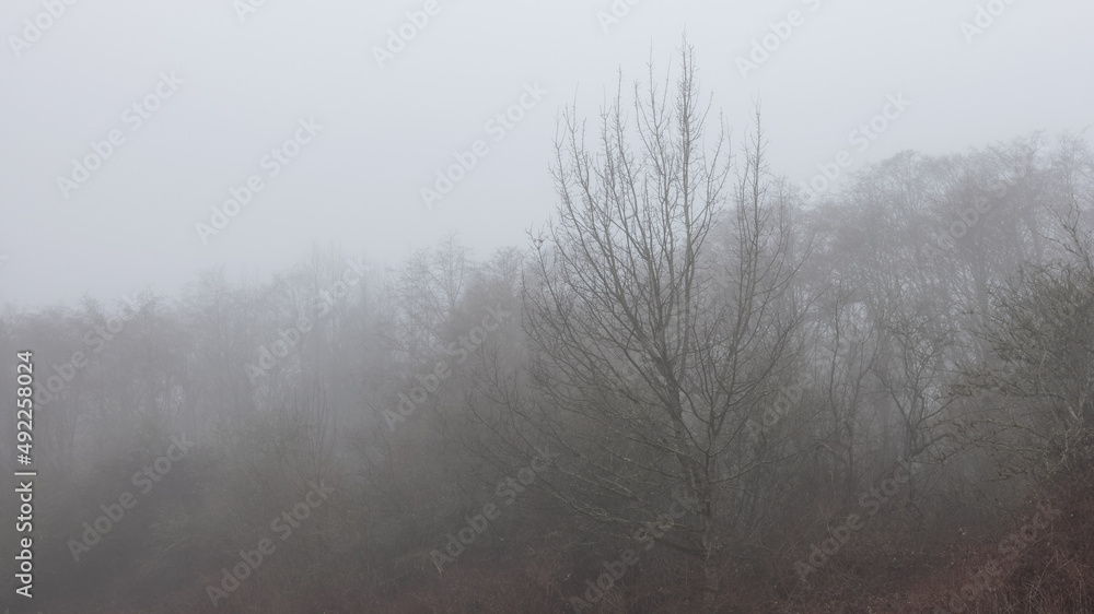 Fototapeta premium Canadian rain forest with green trees. Early morning fog in winter season. Tynehead Park in Surrey, Vancouver, British Columbia, Canada. Nature Background