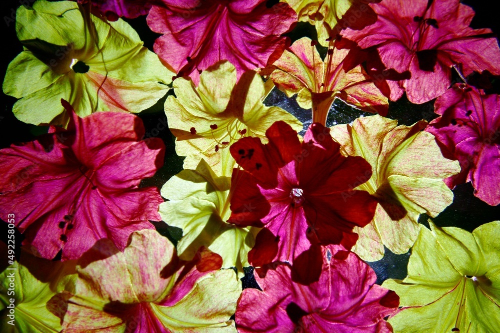 Las flores de Cestrum nocturnum o Galàn de noche, coloridas con pétalos rosas y amarillos brillantes, forman un hermoso diseño natural abstracto para fondos multicolor