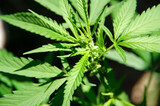 Medical marijuana, cannabis plant,  hemp close-up