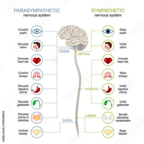 Sympathetic And Parasympathetic Nervous System.