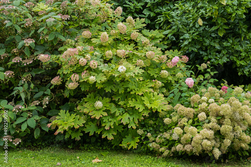 Hydrangea quercifolia, hortensia à feuilles de chêne photo