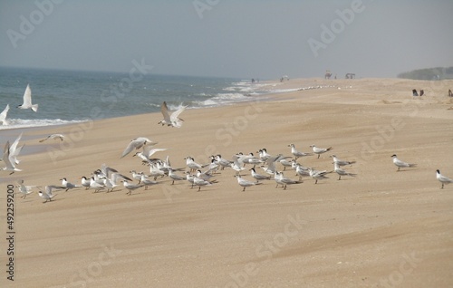 group of seagulls resting at beach © bhrugesh