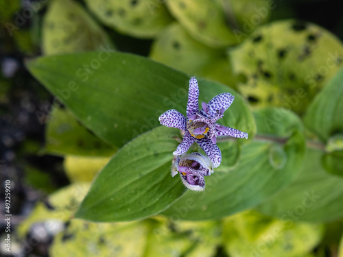 Tricyrtis hirta