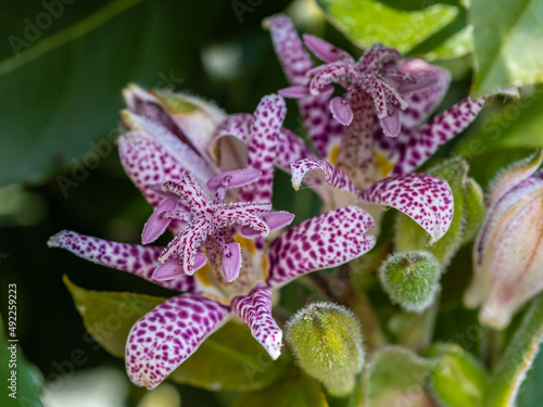 Tricyrtis hirta