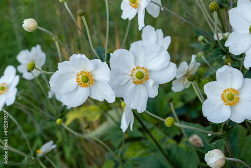 Anémone du Japon, Anemone X Hybrida 'Honorine Jobert'