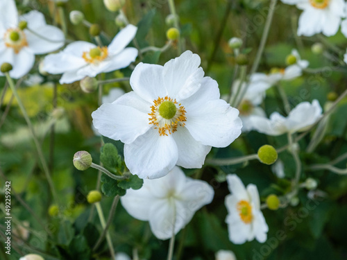 Anémone du Japon, Anemone X Hybrida 'Honorine Jobert'