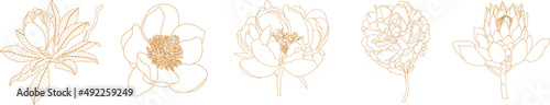 Set of graphical golden hand drawn summer, spring flowers. Vector.