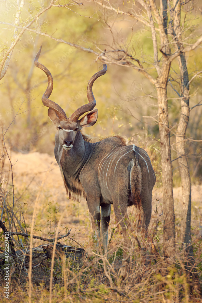 Hes a big bad buck. Full length shot of a kudu in the wild.