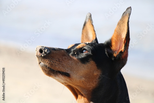 Hund (Deutscher Pinscher) am Ostsee-Strand | Dog (German Pinscher) on a beach at the Baltic Sea