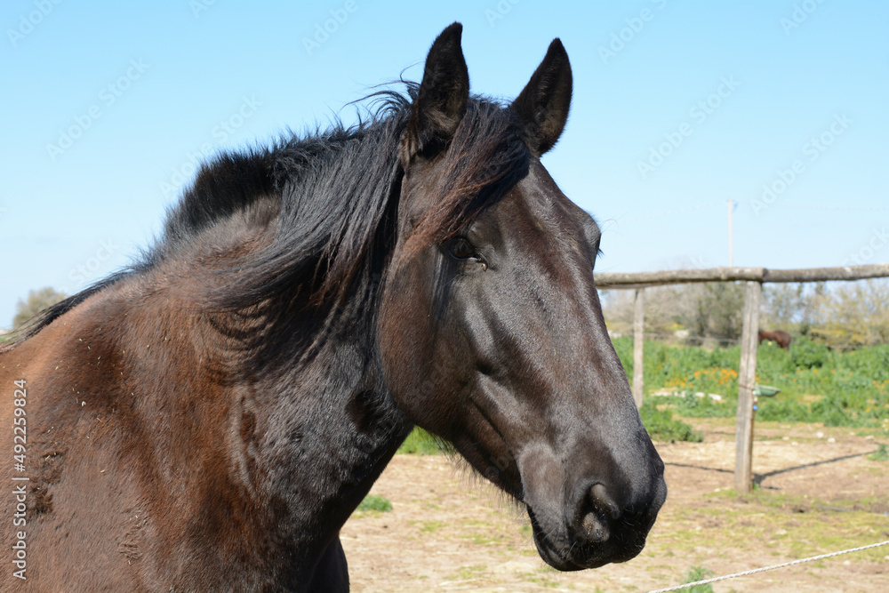 portrait of a horse portrait of a horse