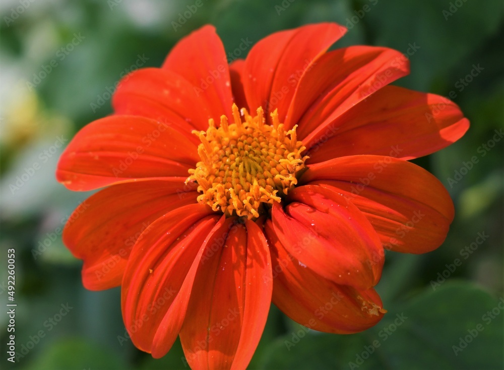 red orange flower red orange flower