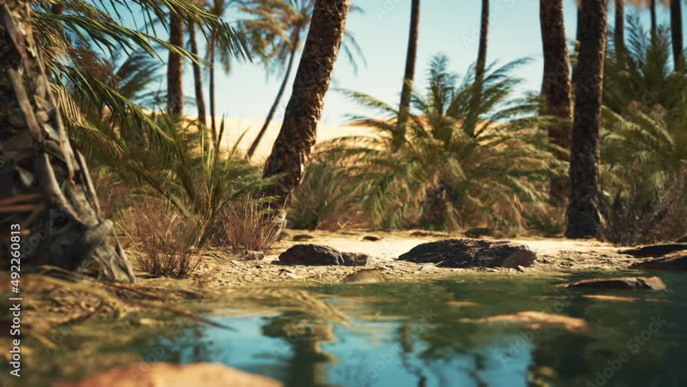 Green oasis with pond in Sahara desert Green oasis with pond in Sahara desert