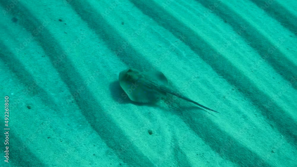 Blue-spotted stingray (Taeniura lymma) slowly swim above a sandy bottom. Underwater shot, Top view, 4K-50fps. Red sea, Egypt Blue-spotted stingray (Taeniura lymma) slowly swim above a sandy bottom. Underwater shot, Top view, 4K-50fps. Red sea, Egypt