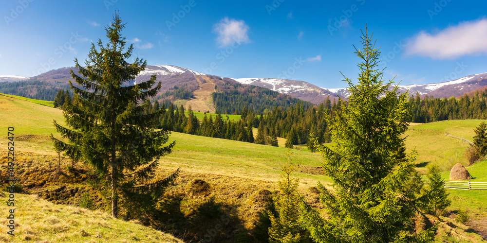 Obraz premium carpathian landscape with green meadows and forest. snow-capped mountain tops of borzhava ridge in the distance. beautiful countryside scenery on a sunny day in spring