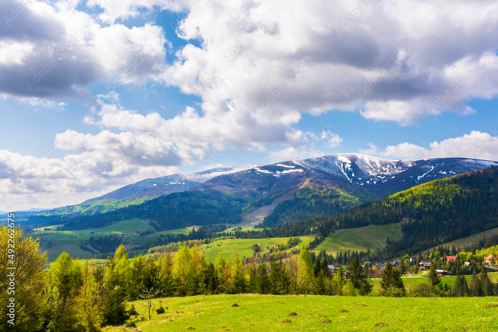idyllic landscape in the carpathian mountains. fresh green meadows and trees on the hills. snow-capped tops of borzhava ridge in the distance. beautiful nature scenery in spring