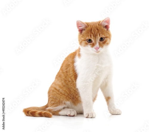Fototapeta Naklejka Na Ścianę i Meble -  One brown kitten.