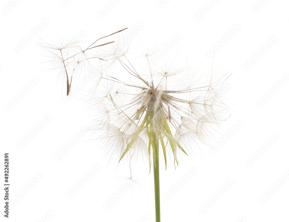 Dandelion on which the wind blows. Dandelion on which the wind blows.
