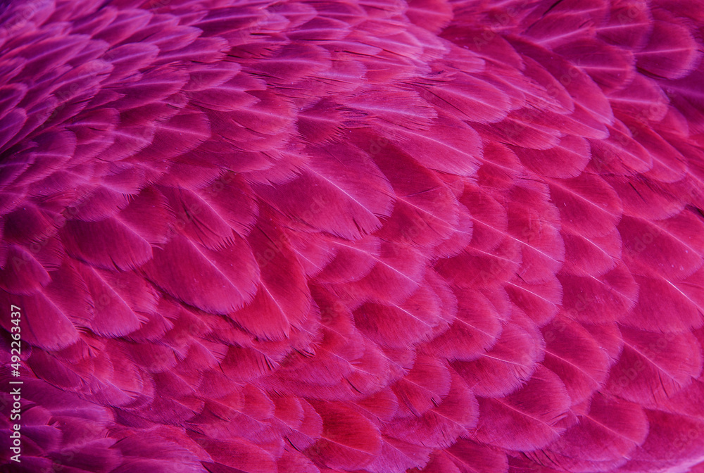 Colorful feathers of a parrot close-up as a bright beautiful background with a place for text for design.