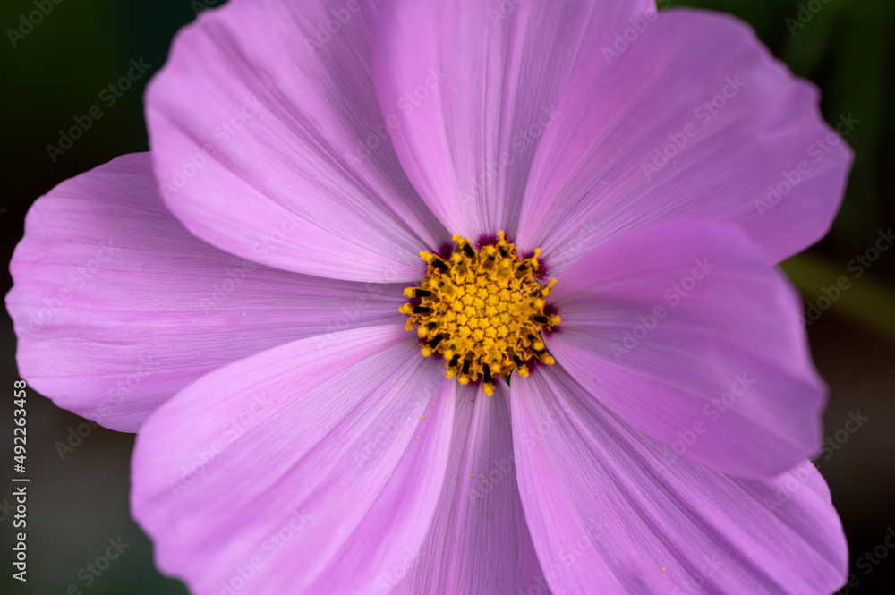 Kosmos Flower in Full bloom with beautiful pink coloring with yellow center where pollen sits showing the stunning textures and patterns Kosmos Flower in Full bloom with beautiful pink coloring with yellow center where pollen sits showing the stunning textures and patterns