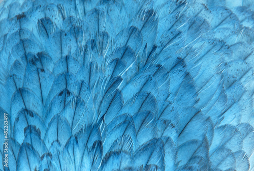 Wallpaper Mural Colorful feathers of a parrot close-up as a bright beautiful background with a place for text for design. Torontodigital.ca