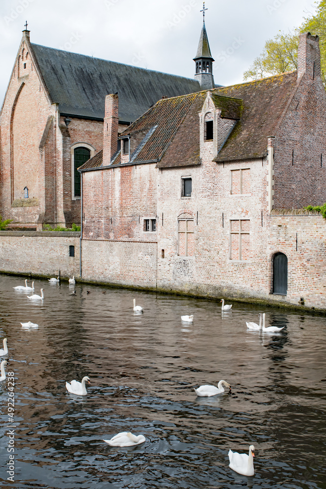 Fototapeta premium Swans swimming on a canal in Bruges, Belgium.