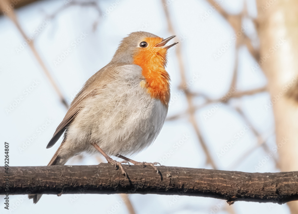 Singendes Rotkehlchen im Baum Singendes Rotkehlchen im Baum