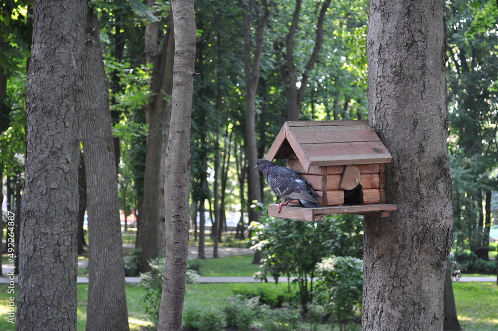 A gray dove in a summer park sits on a wooden feeder made in the form of a house A gray dove in a summer park sits on a wooden feeder made in the form of a house