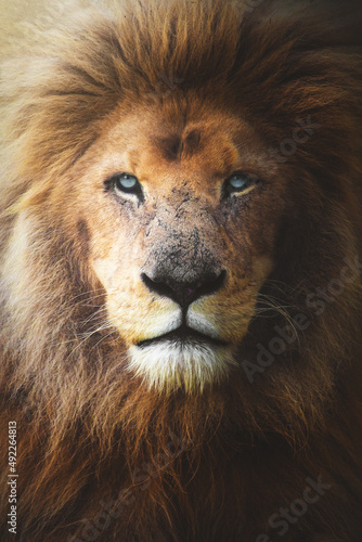 portrait of a white lion