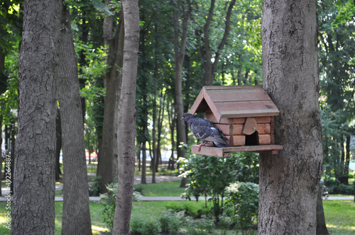 A gray dove in a summer park sits on a wooden feeder made in the form of a house