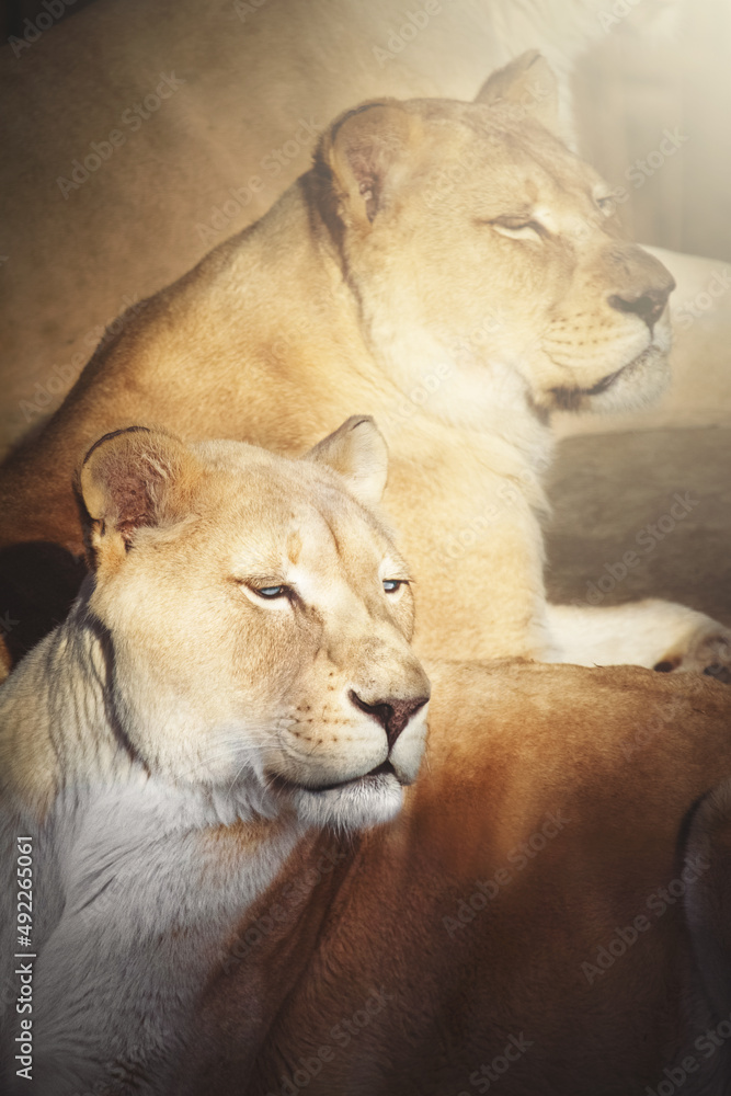 portrait of white lion portrait of white lion