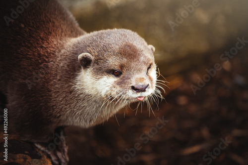 close up of a cute asian otter