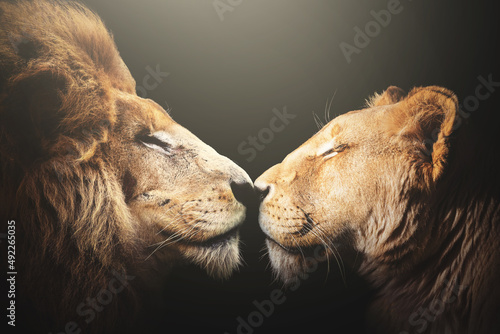 Fototapeta close up of a white lion and lioness couple