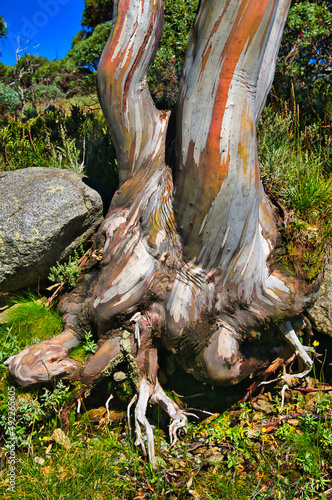 The twisted white and orange trunk of a giant now gum (Eucalyptus pauciflora) in the mountains of Kosciuszco National Park, New South Wales, Australia
 photo