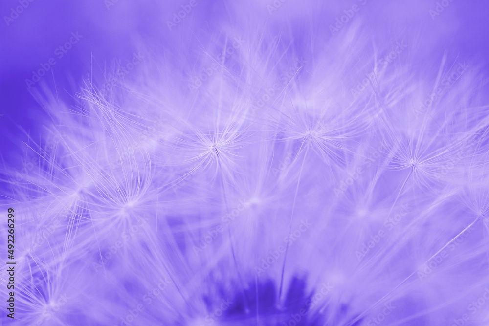 Dandelion cap with seeds close-up. Summer floral background. Airy and fluffy wallpaper. Purple tinted backdrop. Dandelion fluff wallpaper. Macro Dandelion cap with seeds close-up. Summer floral background. Airy and fluffy wallpaper. Purple tinted backdrop. Dandelion fluff wallpaper. Macro
