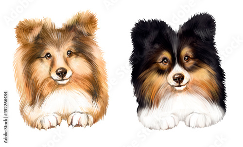 Collie breed dog watercolor illustration, red collie, black and white collie, dogs, puppies, portrait of dogs, pet, longhaired dog  photo