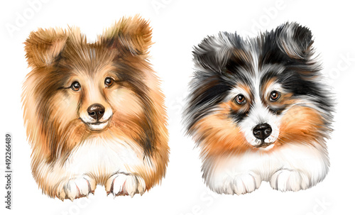 Collie breed dog watercolor illustration, red collie, black and white collie, dogs, puppies, portrait of dogs, pet, longhaired dog 