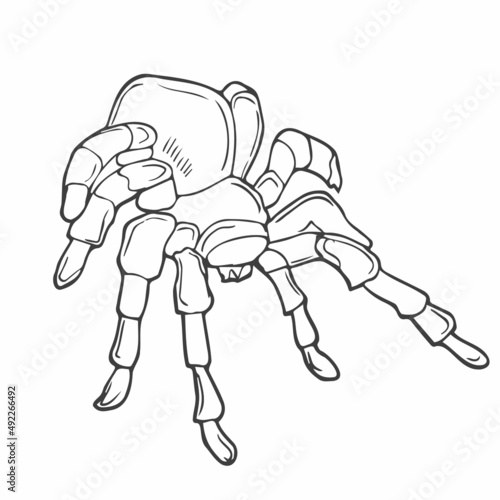 Close up macro shot of a spider in linear style vector illustration. Continuous one line drawing of spider silhouette isolated on white background. Spider for background, logo or tattoo.