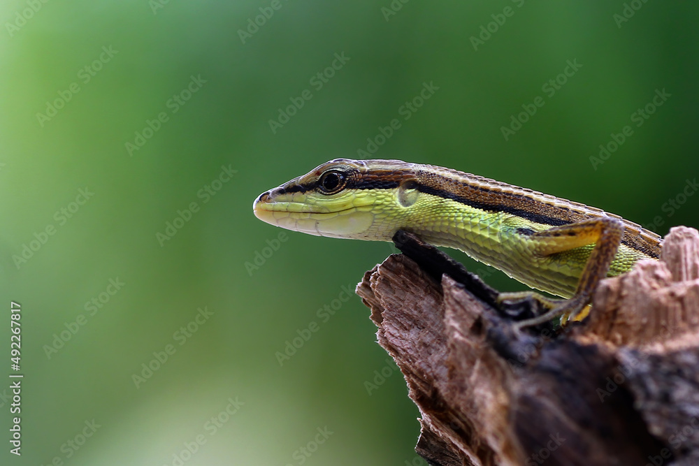 Fototapeta premium a small lizard that lives in the wild of Java