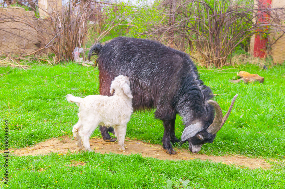 Goats graze in the pasture. A little goat runs along the green spring grass. Goats graze in the pasture. A little goat runs along the green spring grass.
