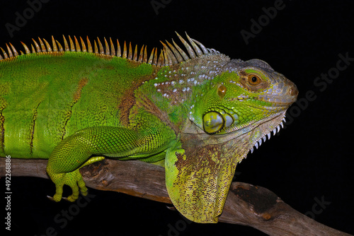 Green iguana on a tree trunk with a black background