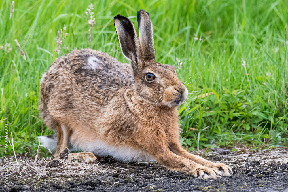 Fototapeta premium Brown Hare 