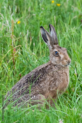 Brown Hare  © michael