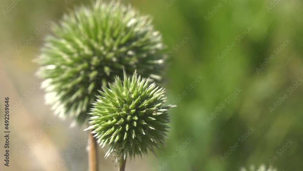 Echinops sphaerocephalus, common globe thistle. Echinops sphaerocephalus, common globe thistle.