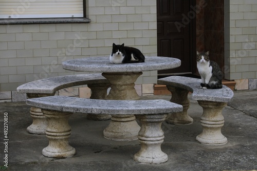 Two cats on a stone table.