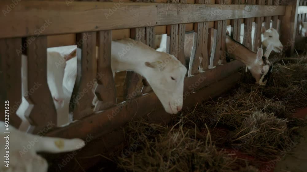 Close up goats eating in the farm stable. Domestic farm. Agriculture and ecology. Goat farm. Slow motion Close up goats eating in the farm stable. Domestic farm. Agriculture and ecology. Goat farm. Slow motion
