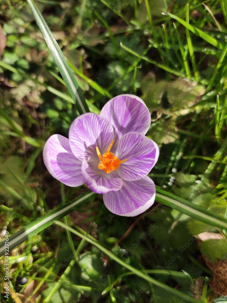 purple crocus flower