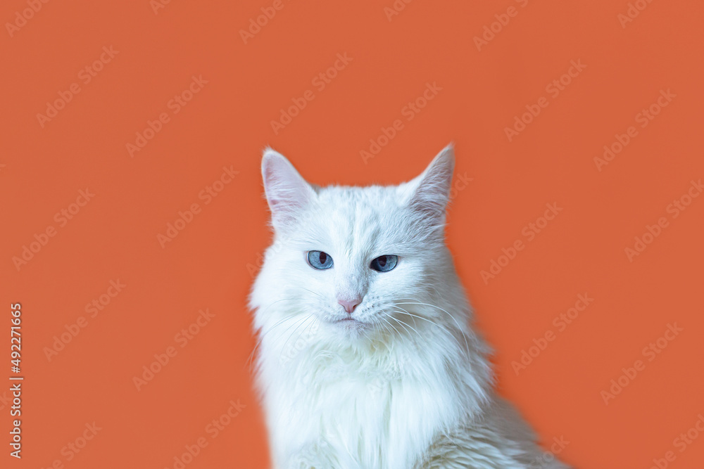 A white fluffy purebred cat on an orange background. Pets. Animal themes A white fluffy purebred cat on an orange background. Pets. Animal themes