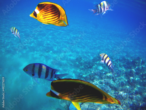 Under the water with fishes  The Red Sea  Egypt autumn