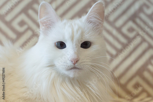 Fototapeta Naklejka Na Ścianę i Meble -  A white fluffy purebred cat. Close-up. Pets