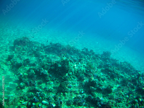 Under the water with fishes, The Red Sea, Egypt autumn